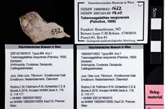 Foto (Objket + Etiketten) von Tuberosagalathea neojurensis (Patrulius, 1959) 